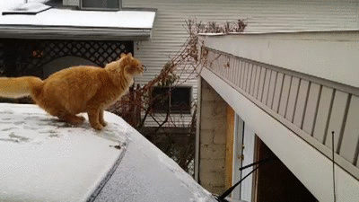 Waffles_fails_jump.gif